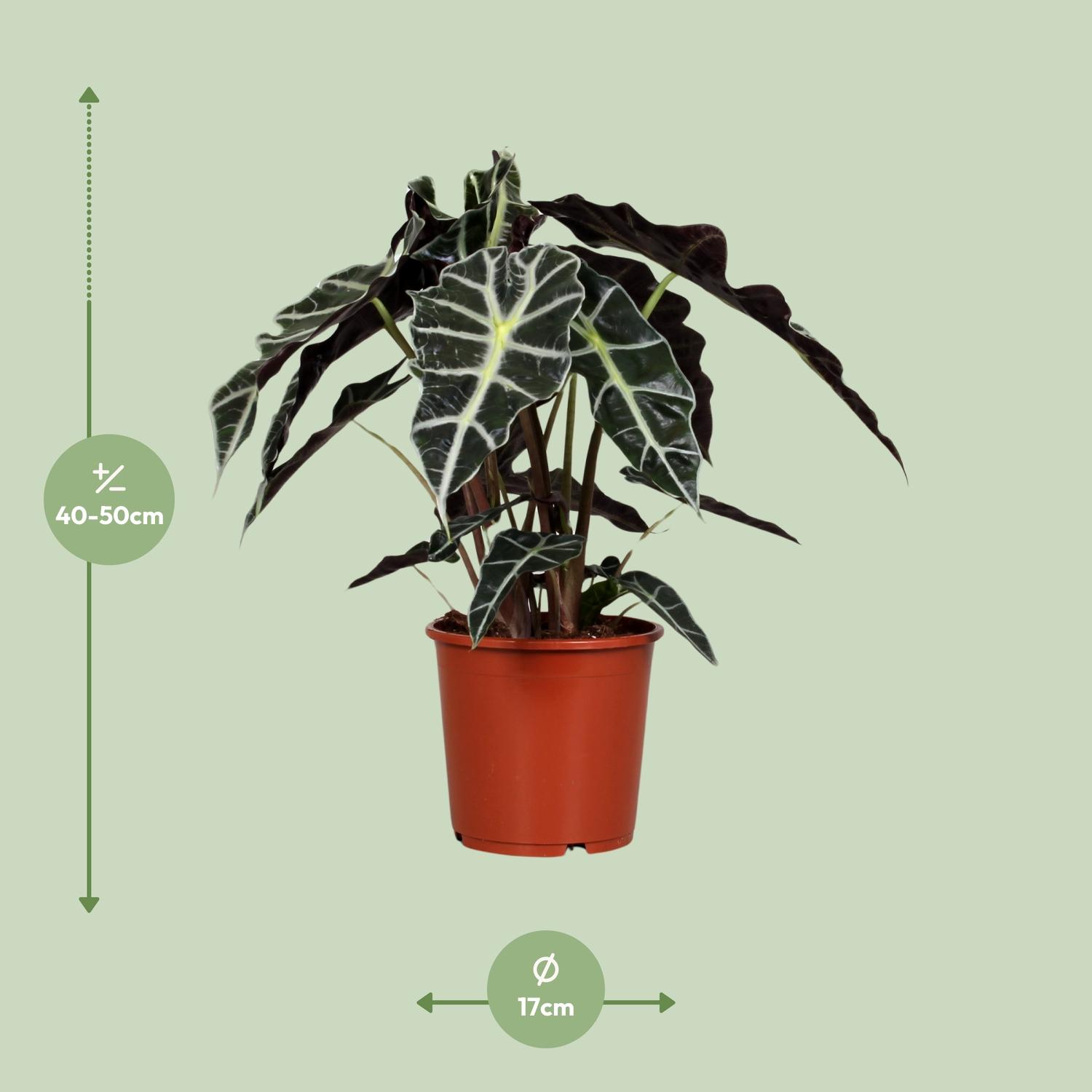 Alocasia Polly en pot Ø17cm  Hauteur 45cm. Plante verte type Alocasia Polly, livrée en pot, idéale pour intérieur lumineux. – Image 2