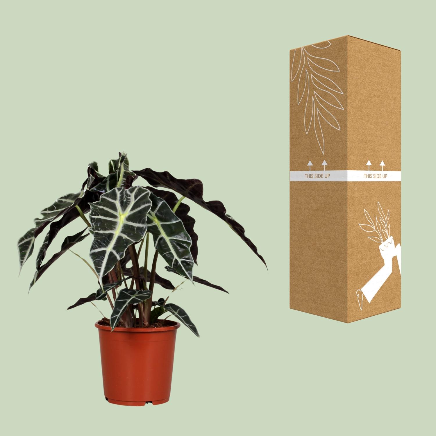 Alocasia Polly en pot Ø17cm  Hauteur 45cm. Plante verte type Alocasia Polly, livrée en pot, idéale pour intérieur lumineux. – Image 3