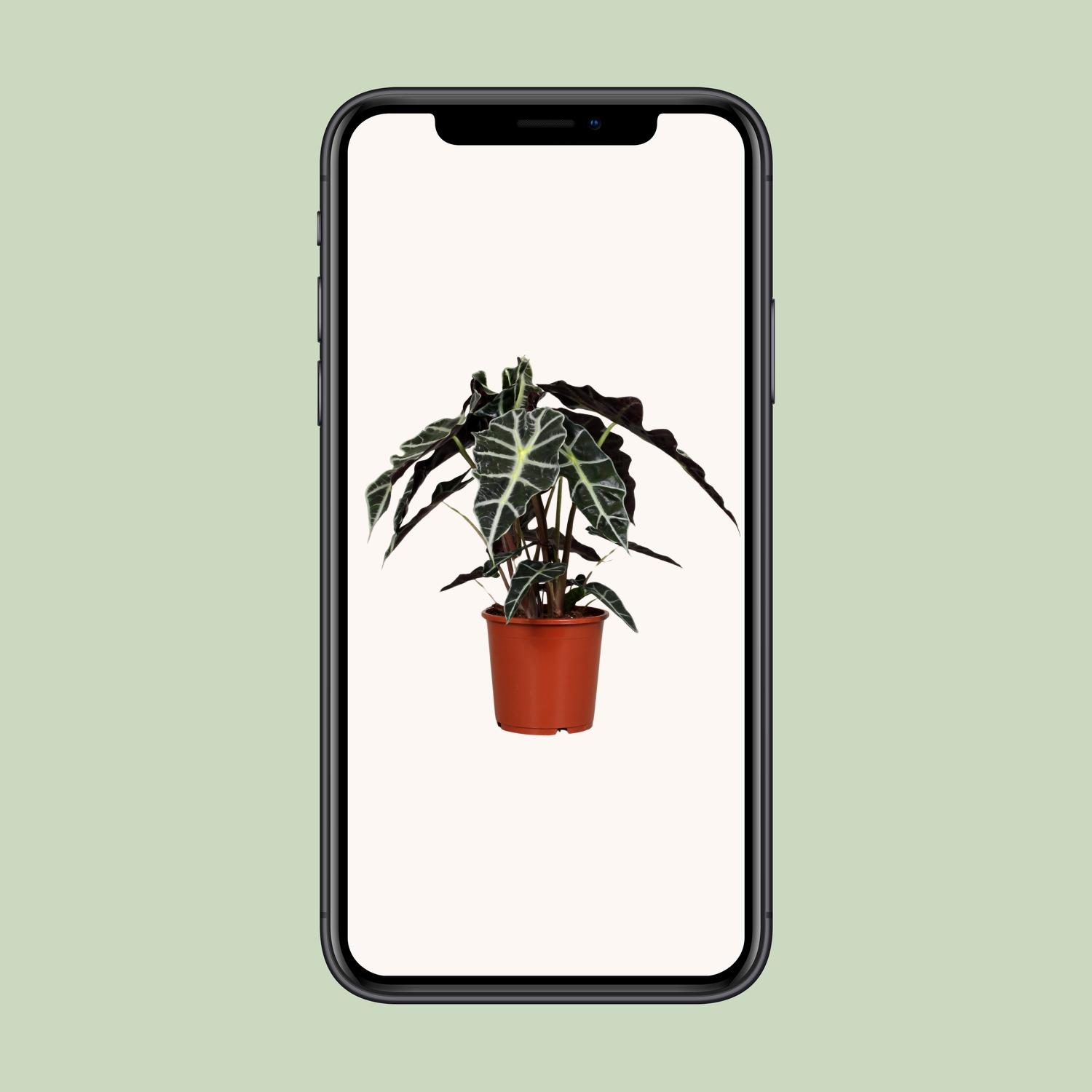 Alocasia Polly en pot Ø17cm  Hauteur 45cm. Plante verte type Alocasia Polly, livrée en pot, idéale pour intérieur lumineux. – Image 4