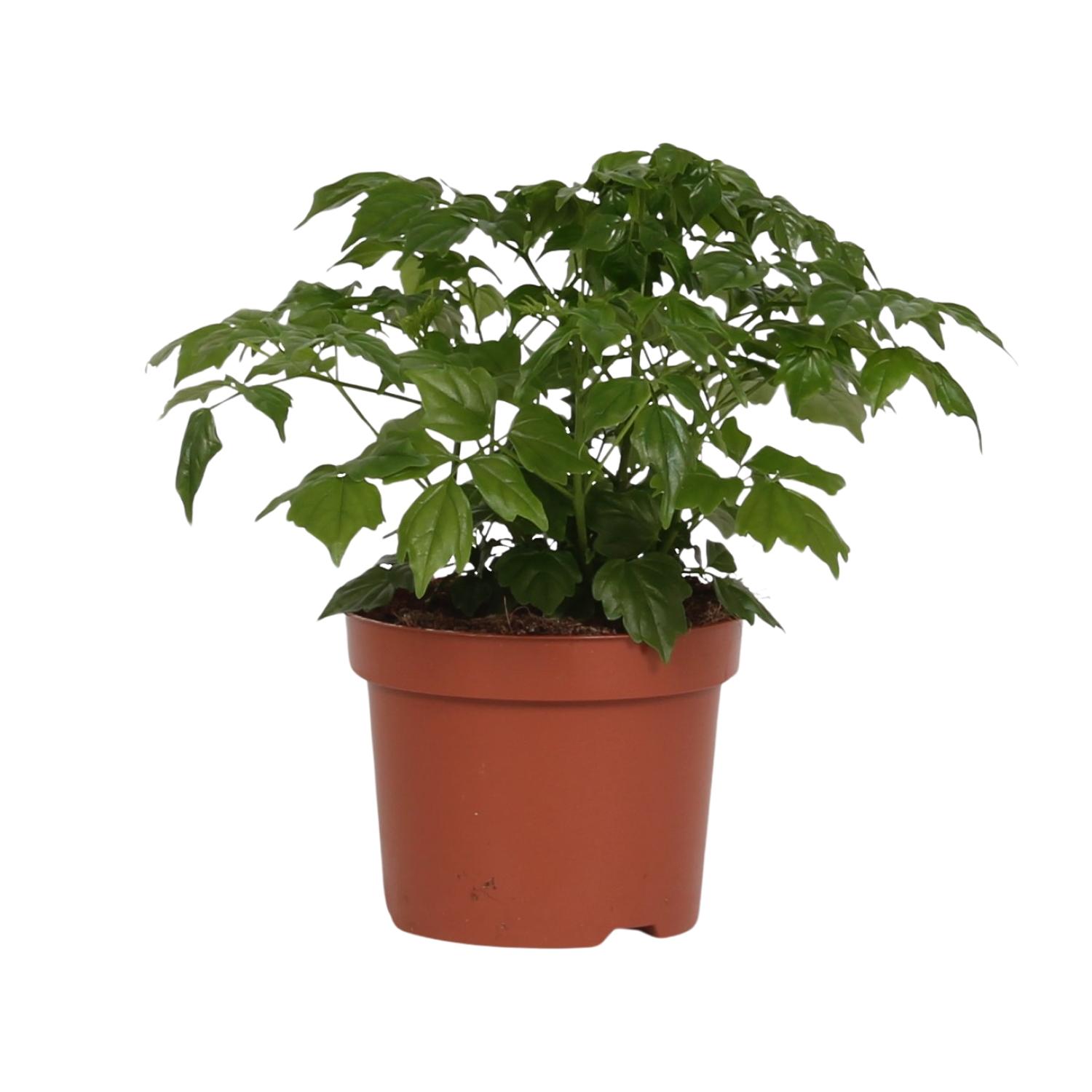 Rademachera Sinica en pot Ø12cm  Hauteur 27cm. Plante verte type Rademachera Sinica, livrée en pot, idéale pour intérieur lumineux.