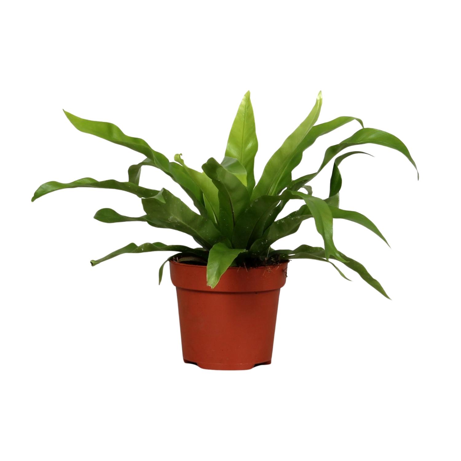 Asplenium Antiquum en pot Ø12cm  Hauteur 25cm. Plante verte type Asplenium Antiquum, livrée en pot, idéale pour intérieur lumineux.