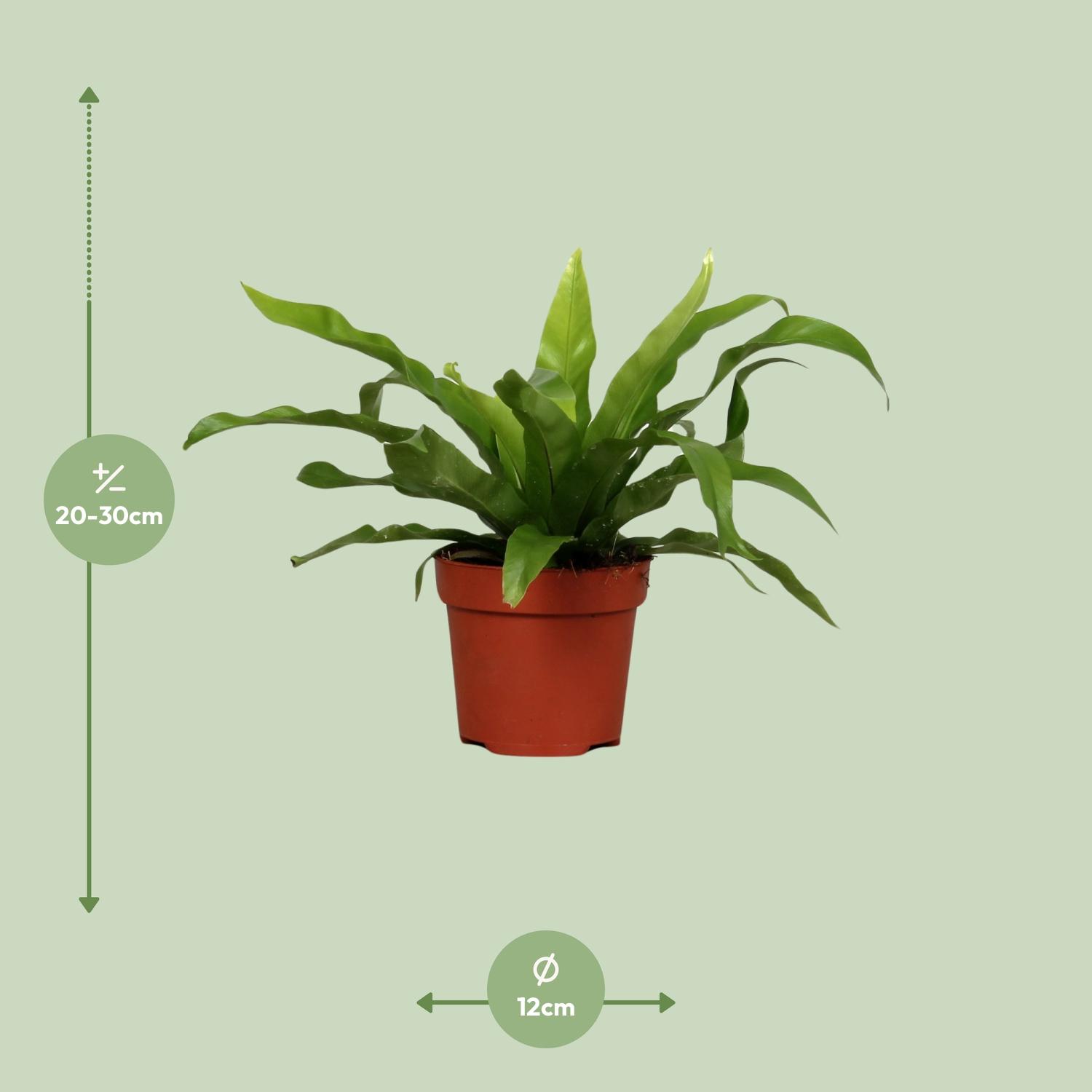 Asplenium Antiquum en pot Ø12cm  Hauteur 25cm. Plante verte type Asplenium Antiquum, livrée en pot, idéale pour intérieur lumineux. – Image 2