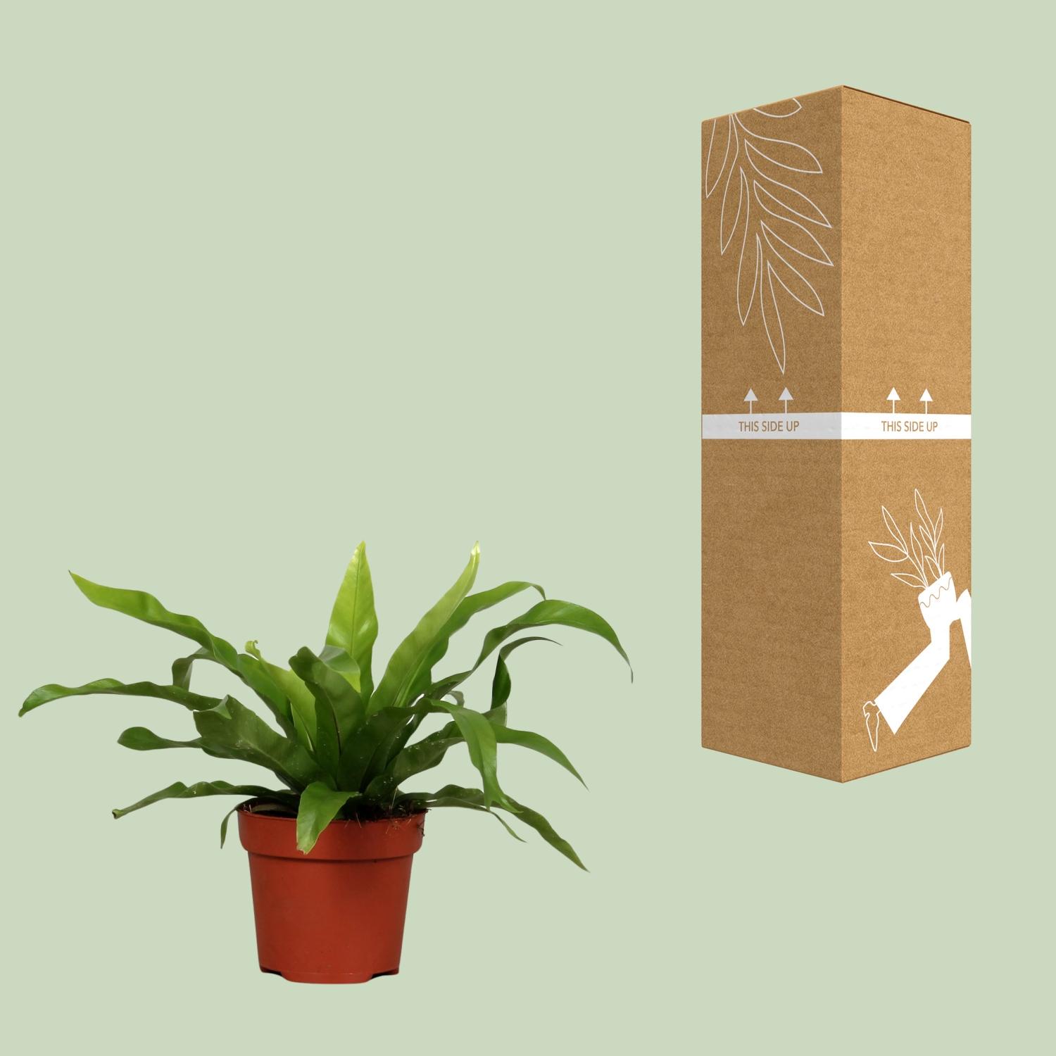 Asplenium Antiquum en pot Ø12cm  Hauteur 25cm. Plante verte type Asplenium Antiquum, livrée en pot, idéale pour intérieur lumineux. – Image 3