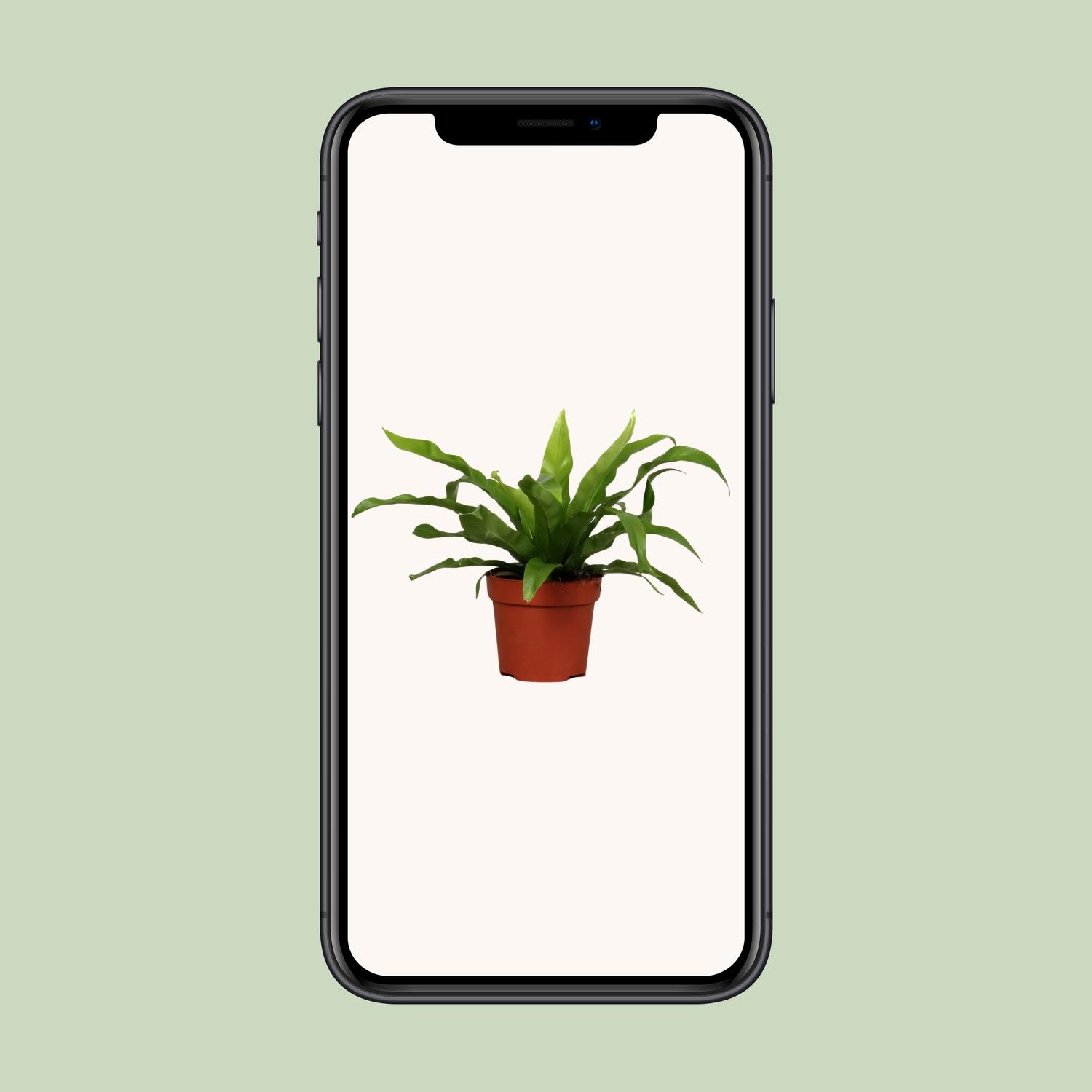 Asplenium Antiquum en pot Ø12cm  Hauteur 25cm. Plante verte type Asplenium Antiquum, livrée en pot, idéale pour intérieur lumineux. – Image 4
