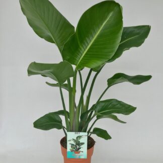 Strelitzia Nicolai en pot Ø19cm  Hauteur 95cm. Plante verte type Strelitzia Nicolai, livrée en pot, idéale pour intérieur lumineux.