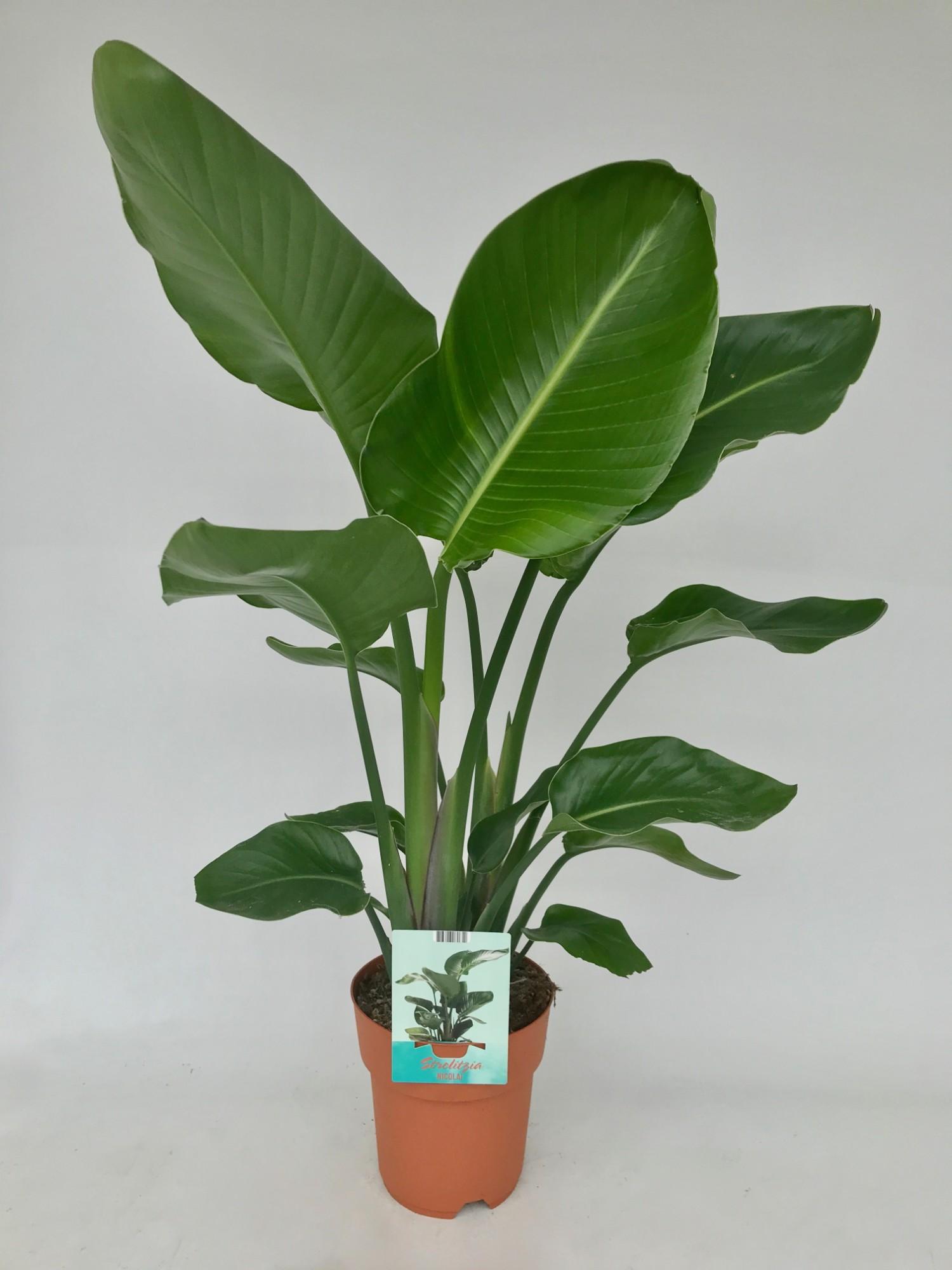Strelitzia Nicolai en pot Ø19cm  Hauteur 95cm. Plante verte type Strelitzia Nicolai, livrée en pot, idéale pour intérieur lumineux.