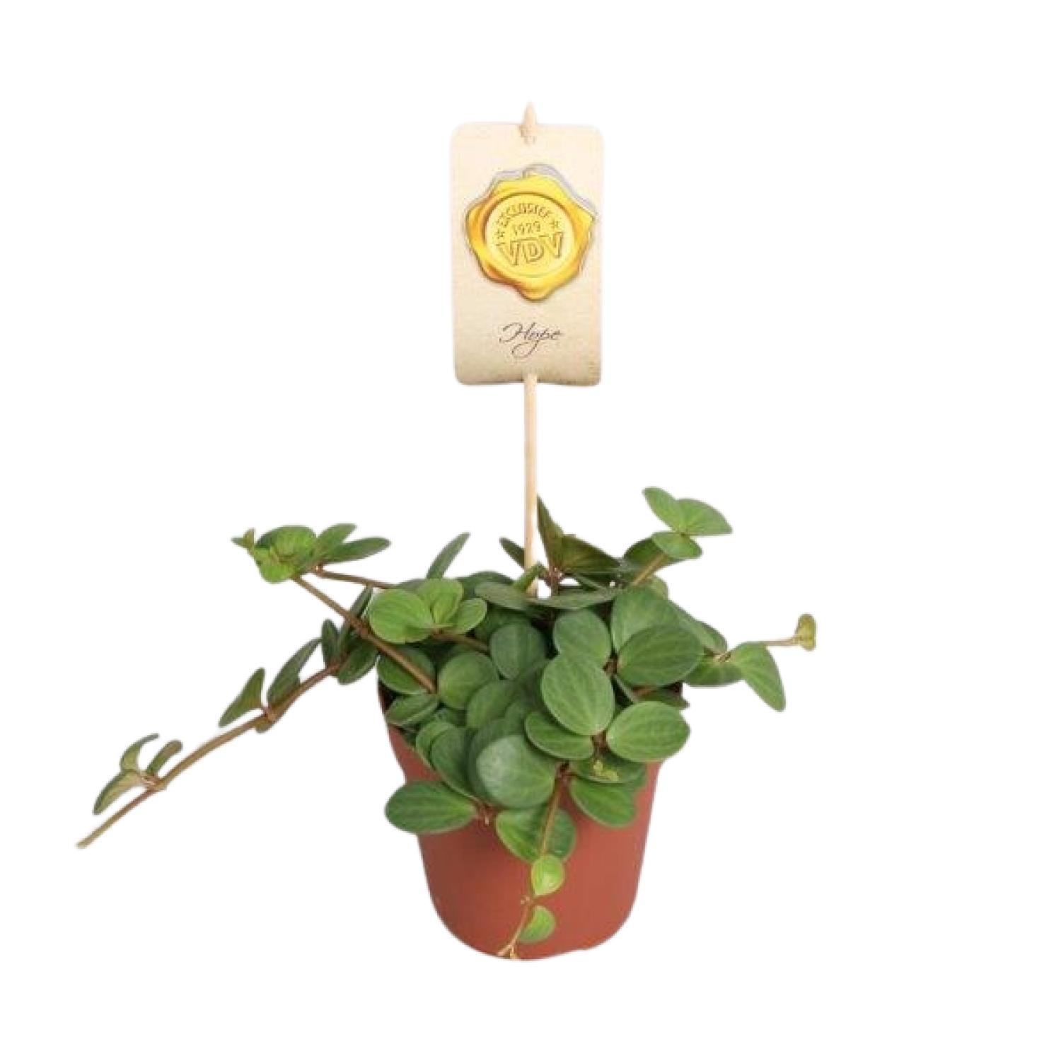 Peperomia Hope en pot Ø12cm  Hauteur 15cm. Plante verte type Peperomia Hope, livrée en pot, idéale pour intérieur lumineux.