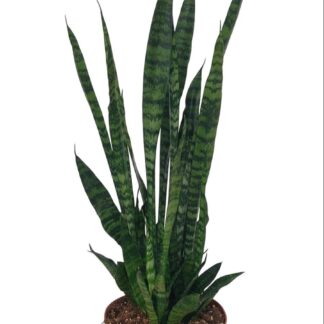 Sansevieria Zeylanica en pot Ø17cm  Hauteur 75cm. Plante verte type Sansevieria Zeylanica, livrée en pot, idéale pour intérieur lumineux.