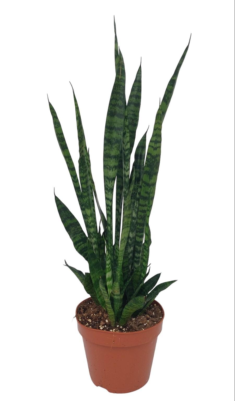 Sansevieria Zeylanica en pot Ø17cm  Hauteur 75cm. Plante verte type Sansevieria Zeylanica, livrée en pot, idéale pour intérieur lumineux.