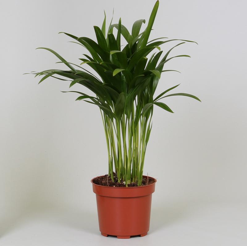 Areca Dypsis en pot Ø12cm  Hauteur 35cm. Plante verte type Areca Dypsis, livrée en pot, idéale pour intérieur lumineux.