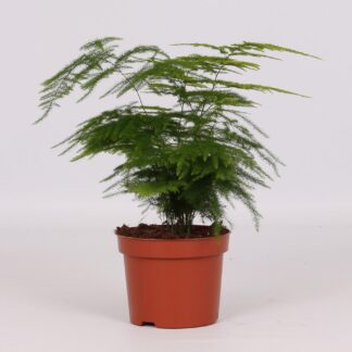 Asparagus Setaceus en pot Ø12cm  Hauteur 28cm. Plante verte type Asparagus Setaceus, livrée en pot, idéale pour intérieur lumineux.
