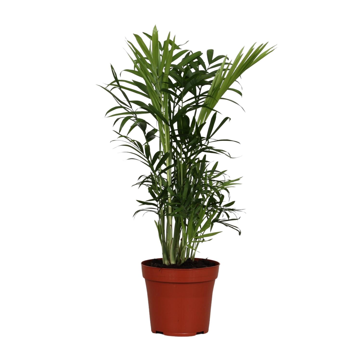 Chamaedorea Elegans en pot Ø12cm  Hauteur 40cm. Plante verte type Chamaedorea Elegans, livrée en pot, idéale pour intérieur lumineux.