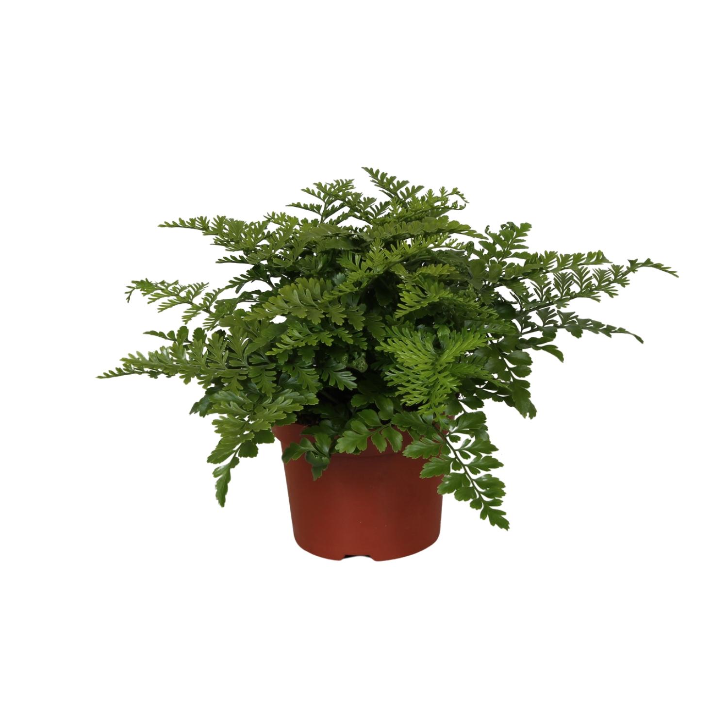 Asplenium Parvati en pot Ø12cm  Hauteur 25cm. Plante verte type Asplenium Parvati, livrée en pot, idéale pour intérieur lumineux.