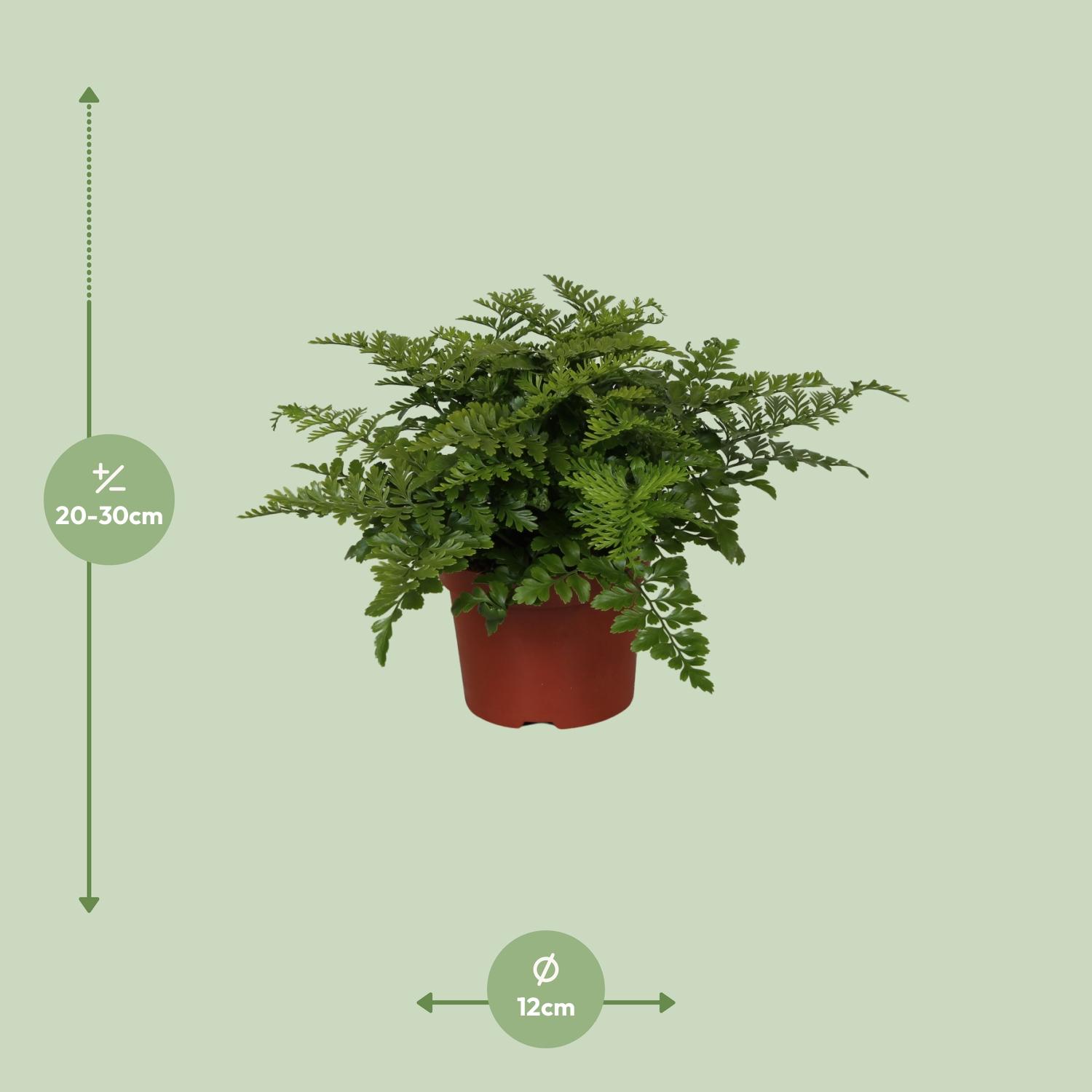 Asplenium Parvati en pot Ø12cm  Hauteur 25cm. Plante verte type Asplenium Parvati, livrée en pot, idéale pour intérieur lumineux. – Image 2