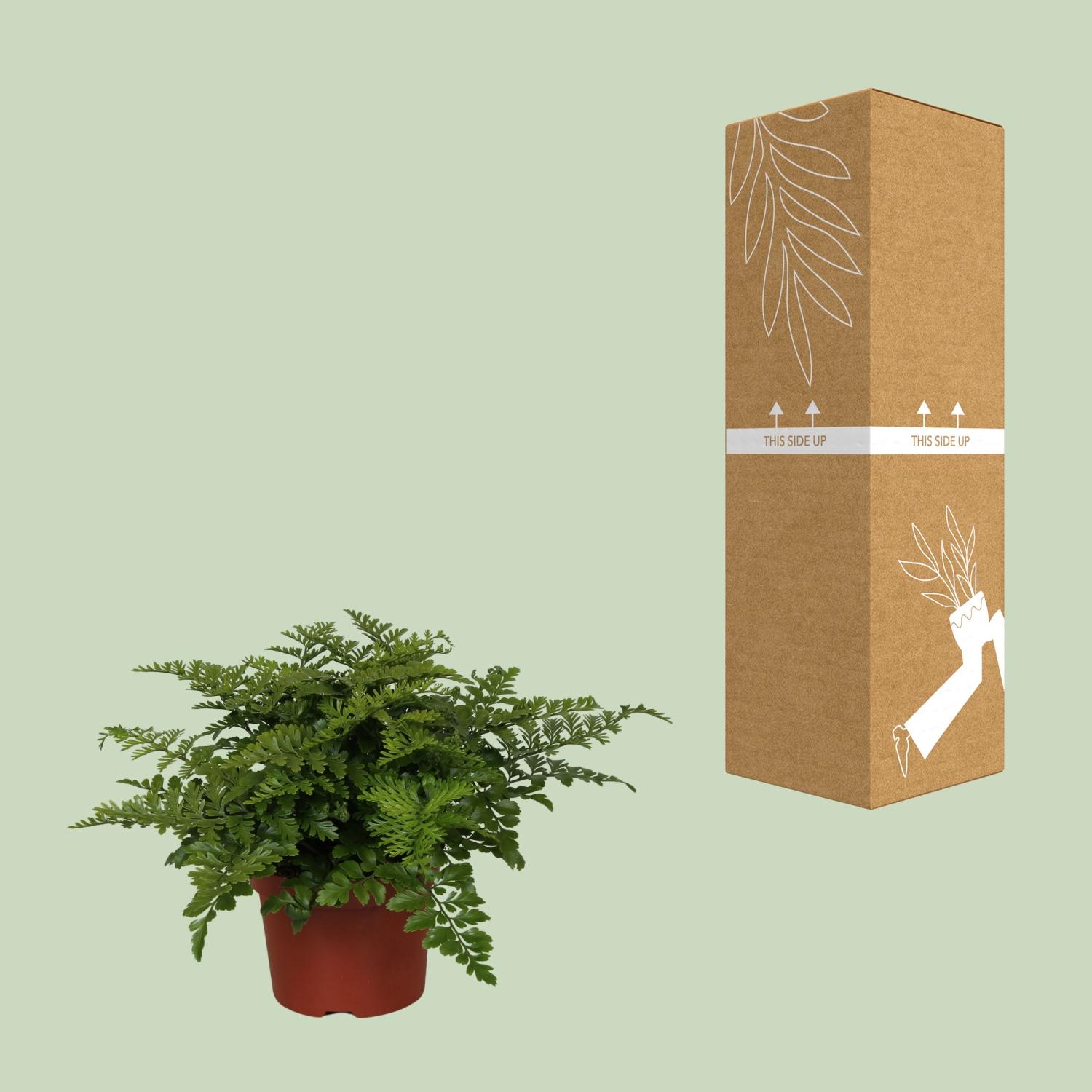 Asplenium Parvati en pot Ø12cm  Hauteur 25cm. Plante verte type Asplenium Parvati, livrée en pot, idéale pour intérieur lumineux. – Image 3