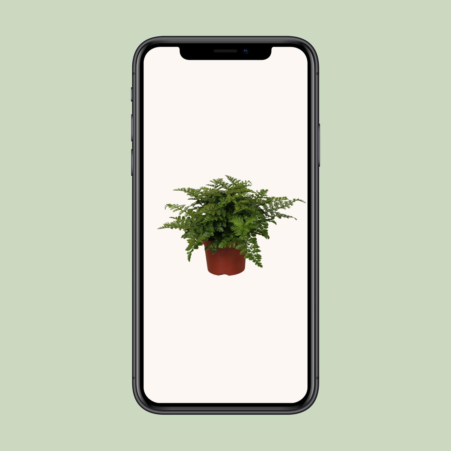 Asplenium Parvati en pot Ø12cm  Hauteur 25cm. Plante verte type Asplenium Parvati, livrée en pot, idéale pour intérieur lumineux. – Image 4