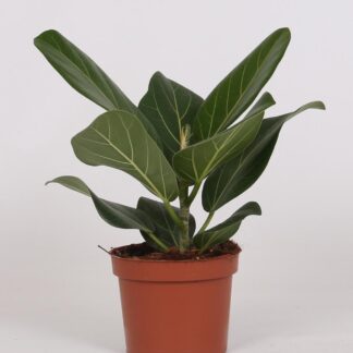 Ficus Bengalensis en pot Ø12cm  Hauteur 25cm. Plante verte type Ficus Bengalensis, livrée en pot, idéale pour intérieur lumineux.