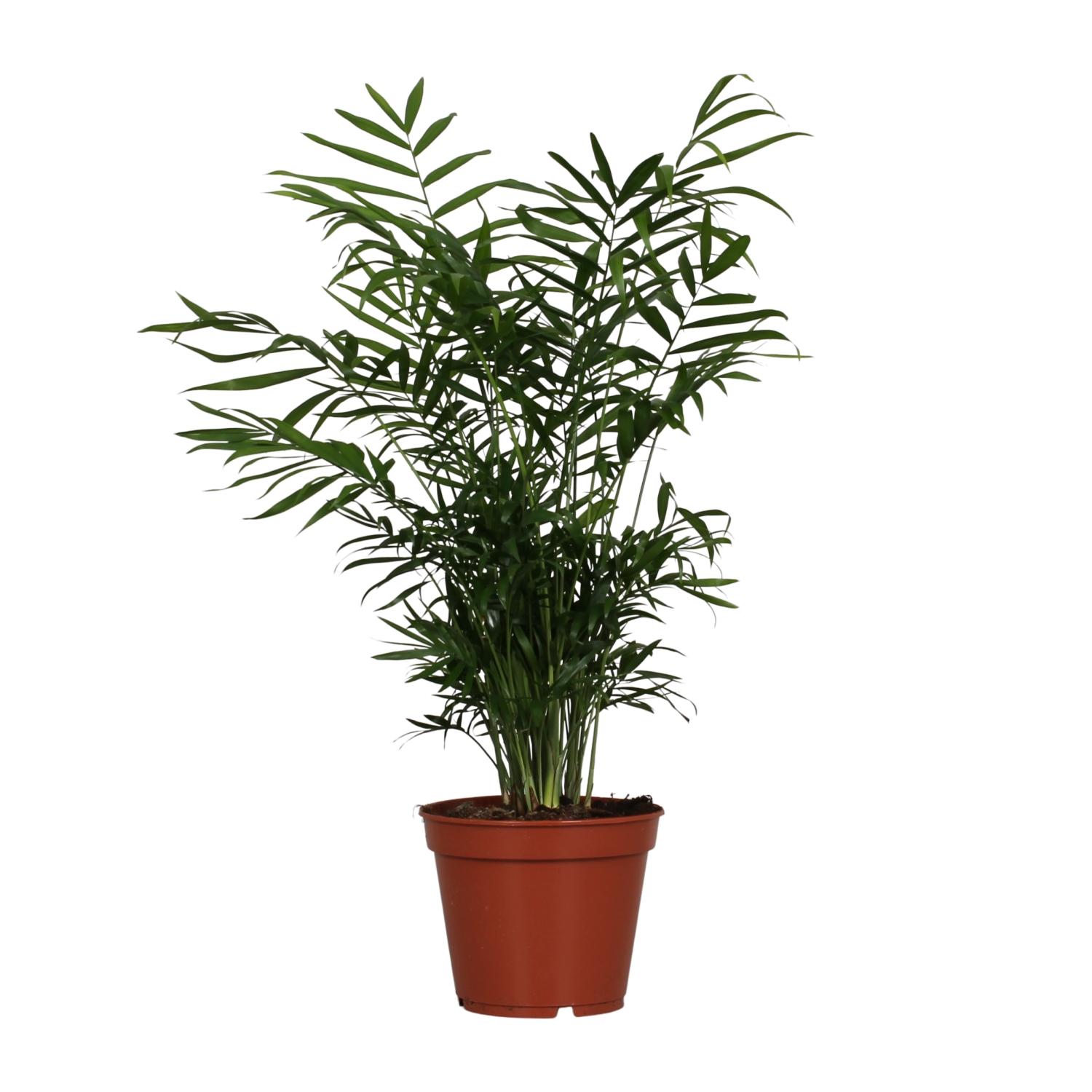 Chamaedorea Elegans en pot Ø17cm  Hauteur 55cm. Plante verte type Chamaedorea Elegans, livrée en pot, idéale pour intérieur lumineux.