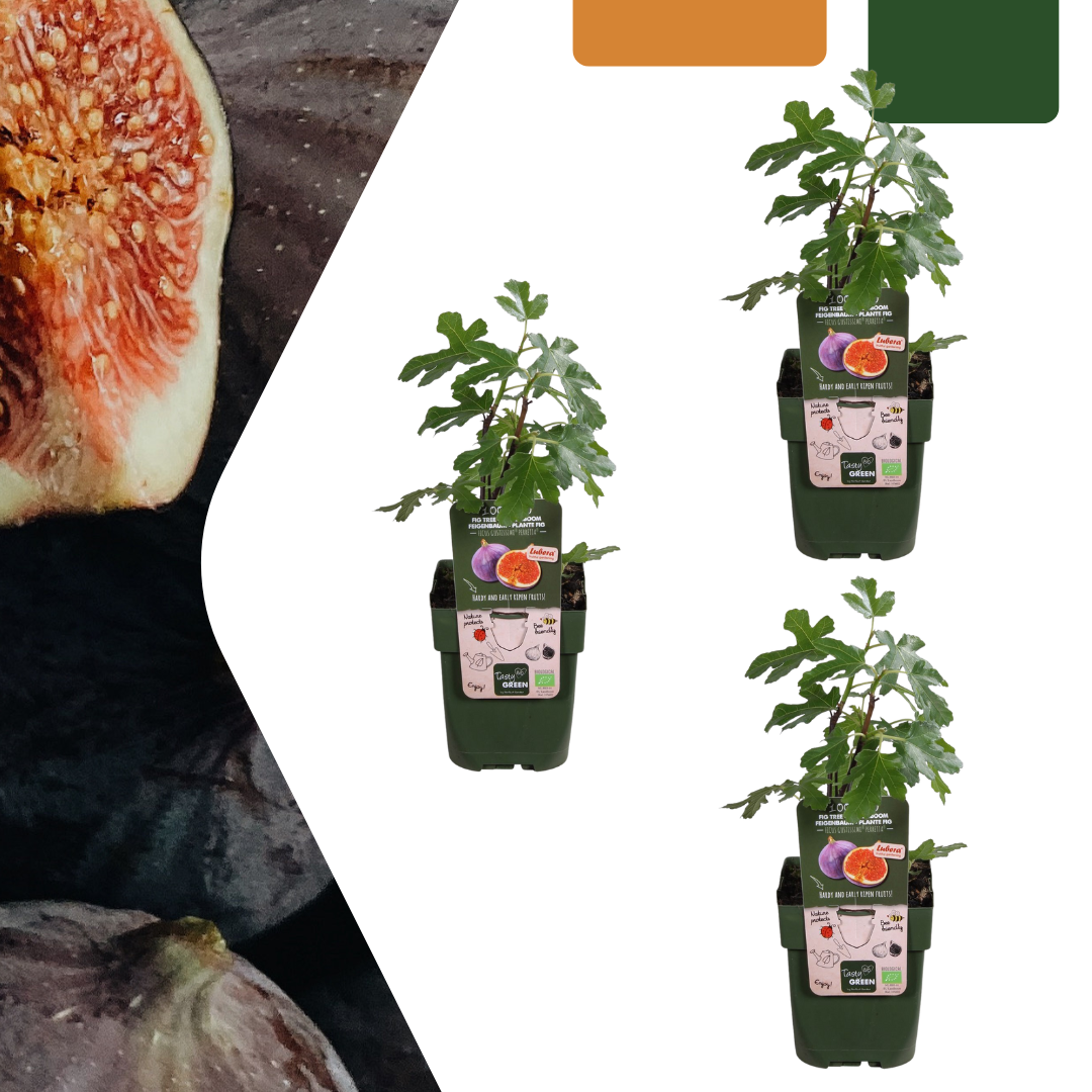 3 x Biologische Vijgenbomen en pot. Plante verte type 3 x Biologische Vijgenbomen, livrée en pot, idéale pour intérieur lumineux.
