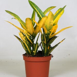 Croton Sunny Star en pot Ø12cm  Hauteur 30cm. Plante verte type Croton Sunny Star, livrée en pot, idéale pour intérieur lumineux.