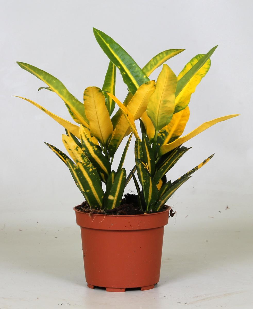 Croton Sunny Star en pot Ø12cm  Hauteur 30cm. Plante verte type Croton Sunny Star, livrée en pot, idéale pour intérieur lumineux.