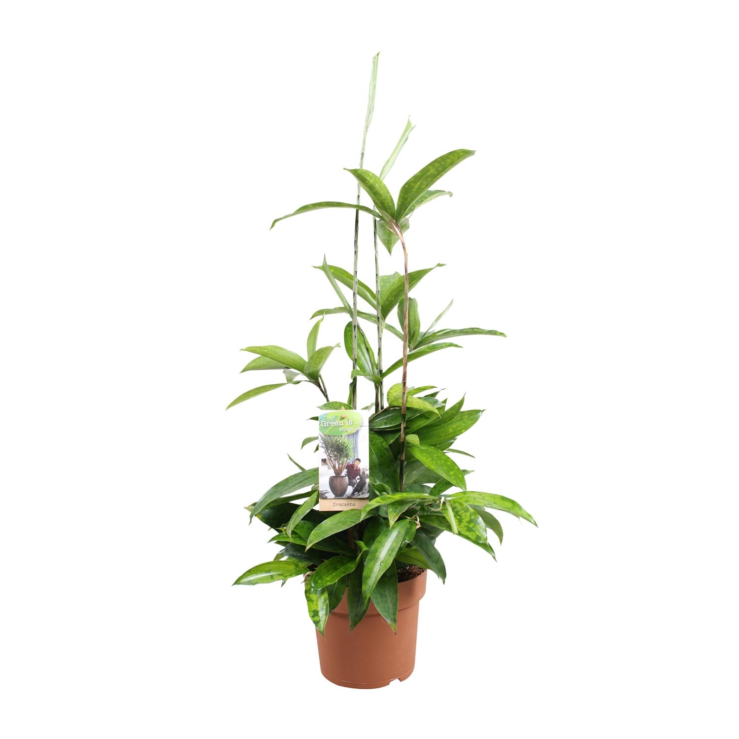 Dracaena Surculosa en pot Ø17cm  Hauteur 55cm. Plante verte type Dracaena Surculosa, livrée en pot, idéale pour intérieur lumineux.