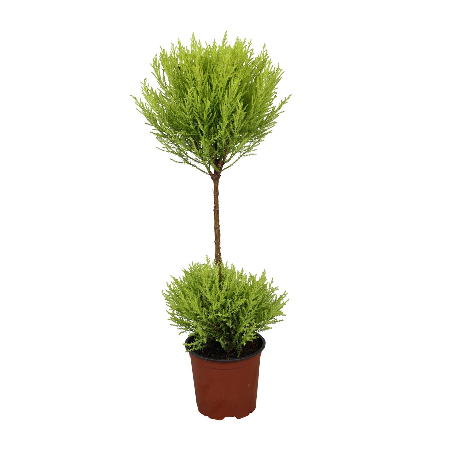 Cupressus Goldcrest Wilma en pot Ø14cm  Hauteur 60cm. Plante verte type Cupressus Goldcrest Wilma, livrée en pot, idéale pour intérieur lumineux.