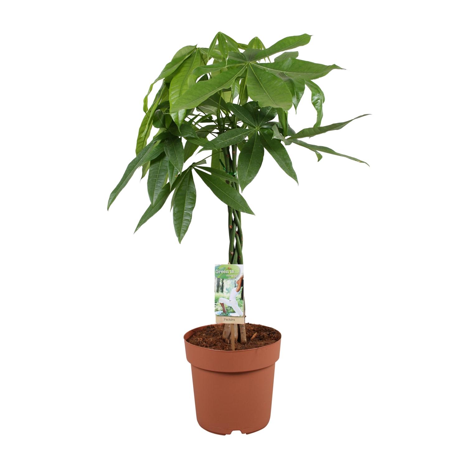 Pachira Aquatica en pot Ø21cm  Hauteur 90cm. Plante verte type Pachira Aquatica, livrée en pot, idéale pour intérieur lumineux.