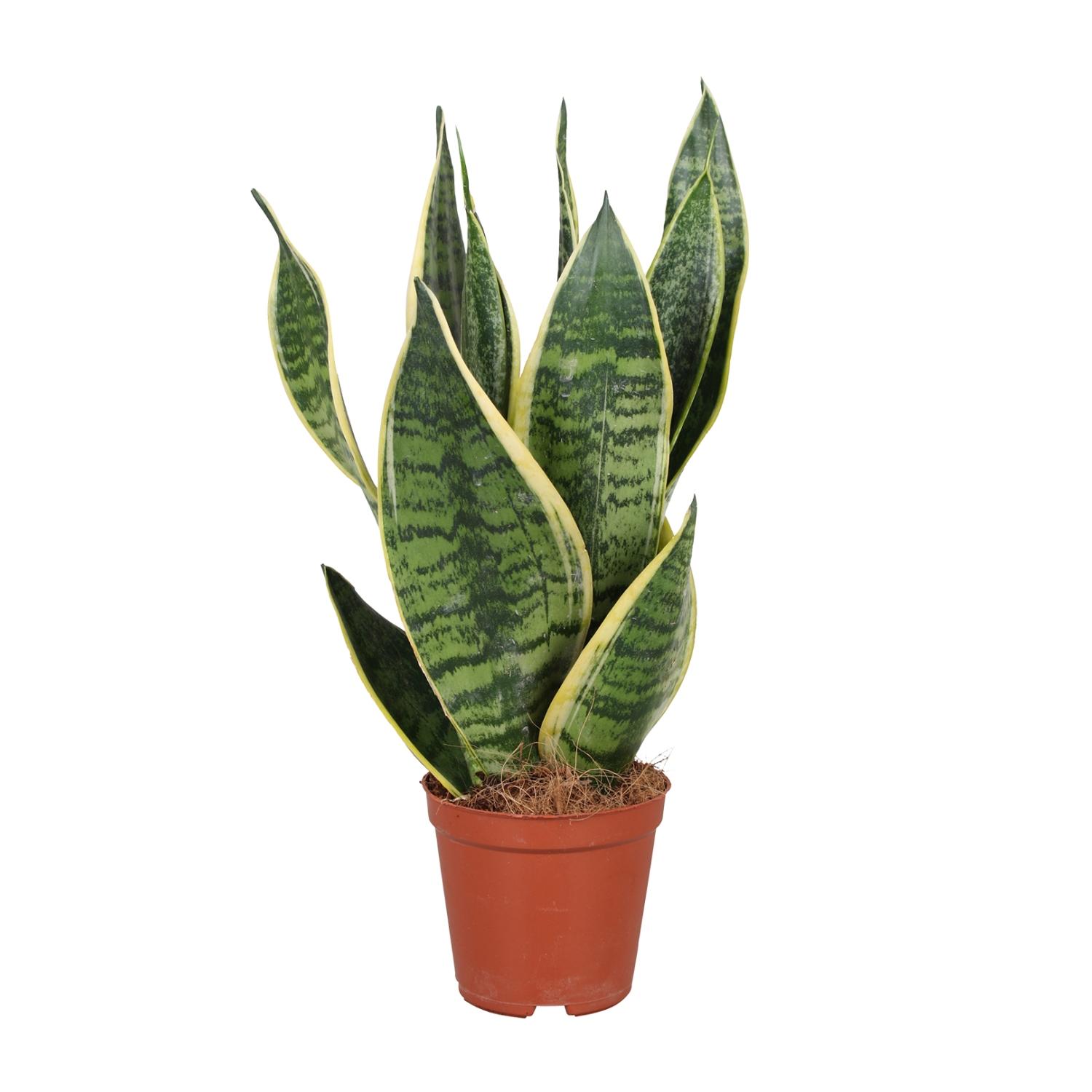Sansevieria Trifasciata Futura Superba en pot Ø12cm  Hauteur 40cm. Plante verte type Sansevieria Trifasciata Futura Superba, livrée en pot, idéale pour intérieur lumineux.