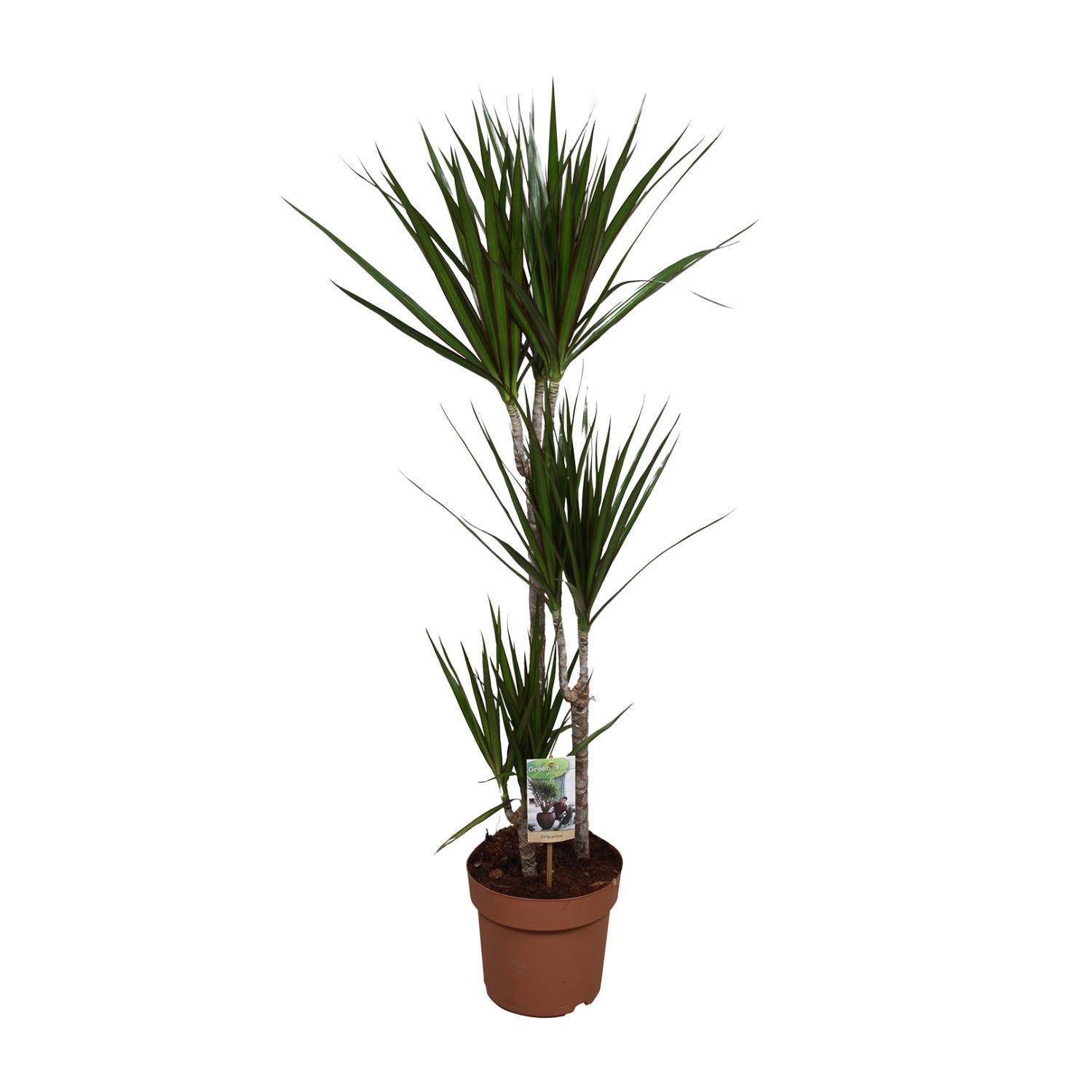 Dracaena Marginata en pot Ø21cm  Hauteur 120cm. Plante verte type Dracaena Marginata, livrée en pot, idéale pour intérieur lumineux.