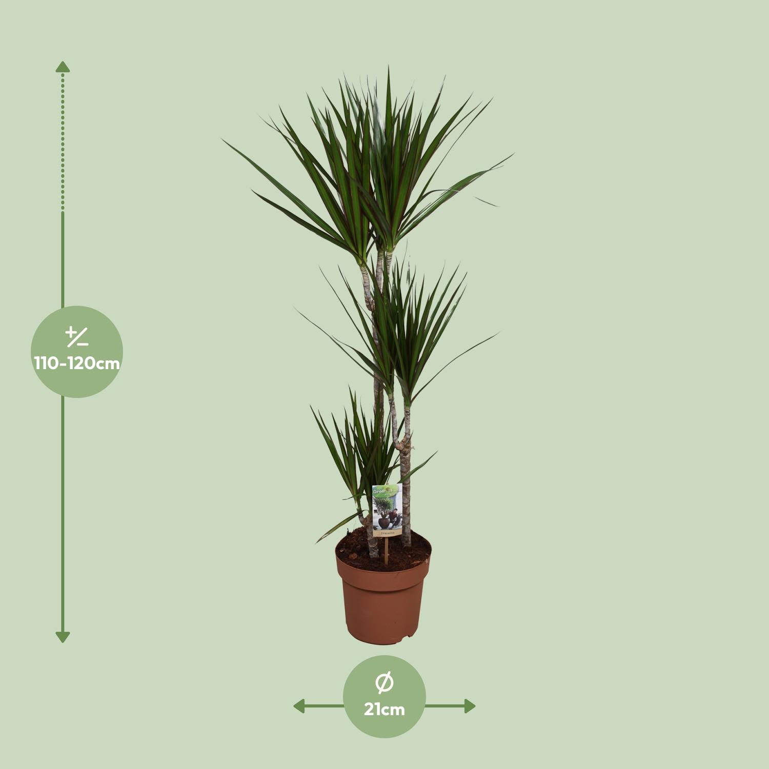 Dracaena Marginata en pot Ø21cm  Hauteur 120cm. Plante verte type Dracaena Marginata, livrée en pot, idéale pour intérieur lumineux. – Image 2