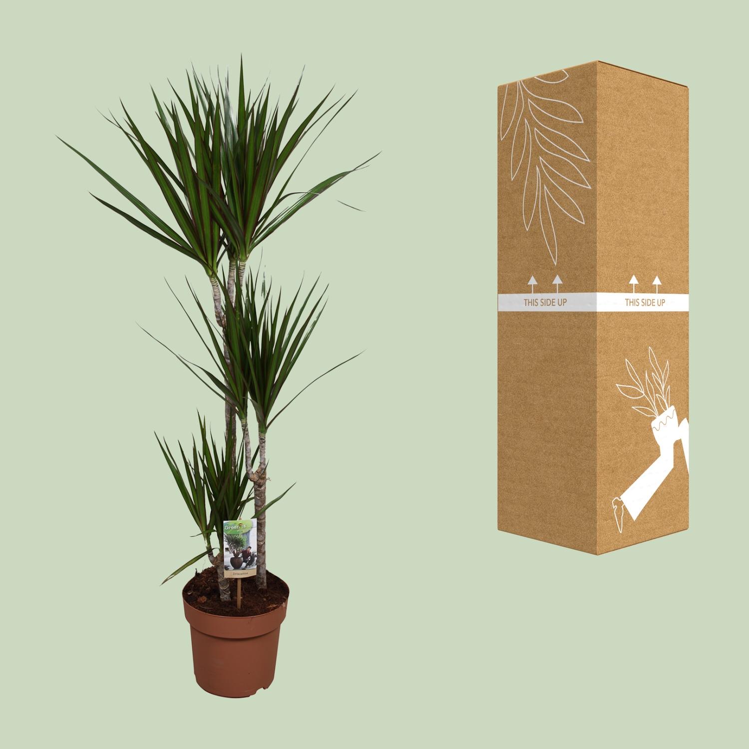 Dracaena Marginata en pot Ø21cm  Hauteur 120cm. Plante verte type Dracaena Marginata, livrée en pot, idéale pour intérieur lumineux. – Image 3