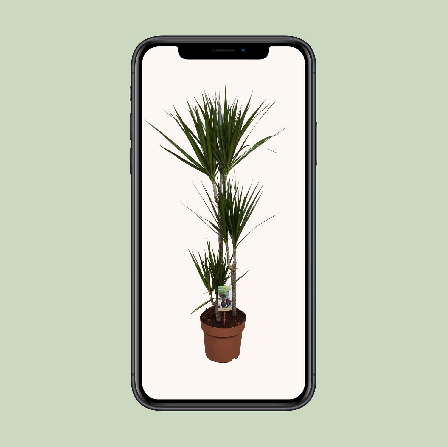 Dracaena Marginata en pot Ø21cm  Hauteur 120cm. Plante verte type Dracaena Marginata, livrée en pot, idéale pour intérieur lumineux. – Image 4