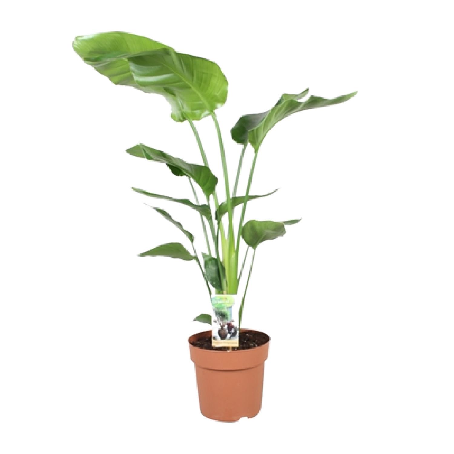 Strelitzia Nicolai en pot Ø21cm  Hauteur 90cm. Plante verte type Strelitzia Nicolai, livrée en pot, idéale pour intérieur lumineux.