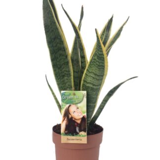 Sansevieria Laurentii en pot Ø14cm  Hauteur 50cm. Plante verte type Sansevieria Laurentii, livrée en pot, idéale pour intérieur lumineux.