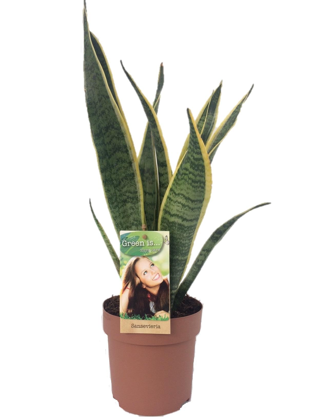 Sansevieria Laurentii en pot Ø14cm  Hauteur 50cm. Plante verte type Sansevieria Laurentii, livrée en pot, idéale pour intérieur lumineux.