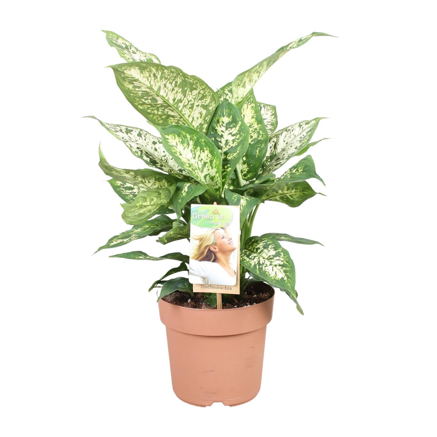 Dieffenbachia Compacta en pot Ø17cm  Hauteur 45cm. Plante verte type Dieffenbachia Compacta, livrée en pot, idéale pour intérieur lumineux.