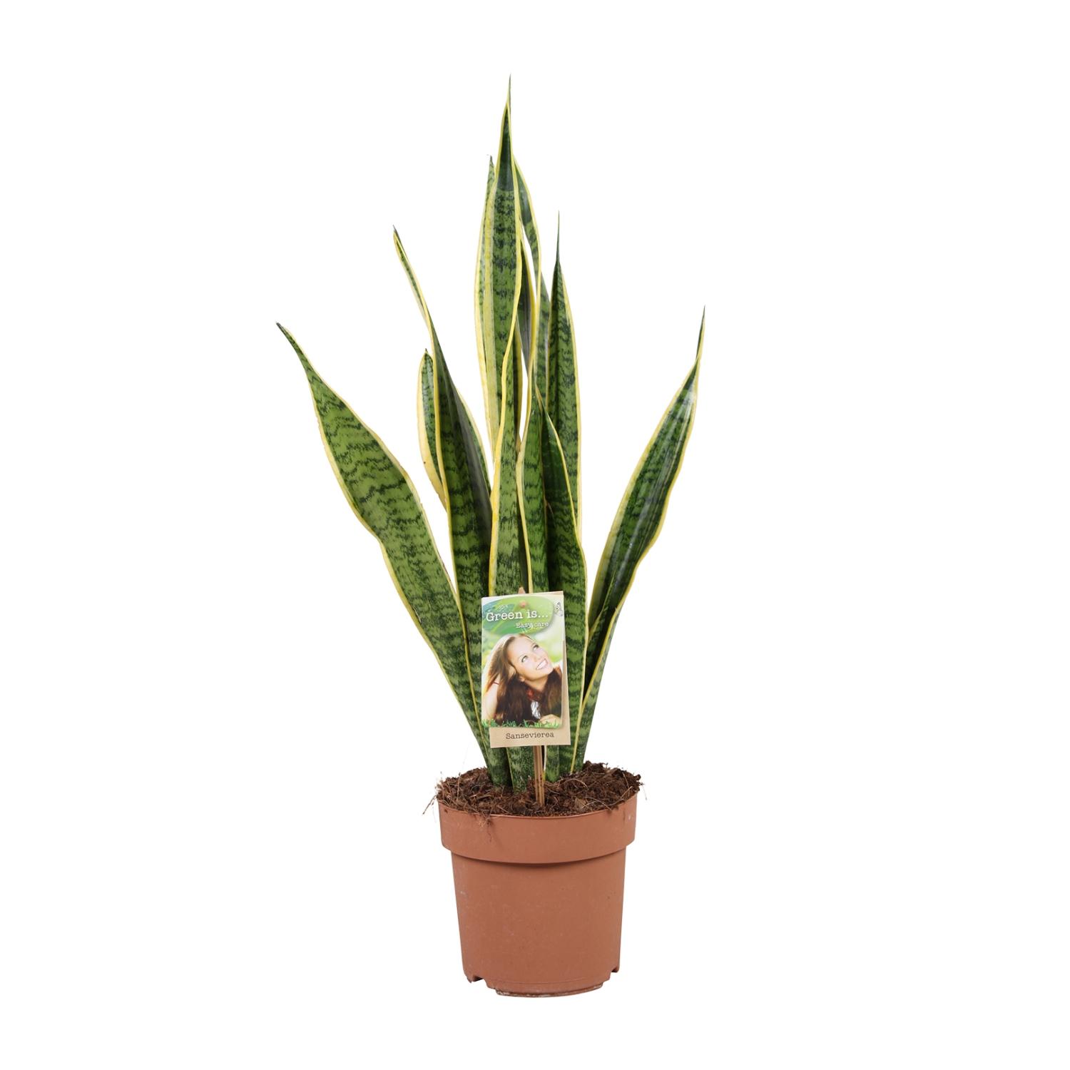 Sansevieria Trifasciata Laurentii en pot Ø17cm  Hauteur 60cm. Plante verte type Sansevieria Trifasciata Laurentii, livrée en pot, idéale pour intérieur lumineux.