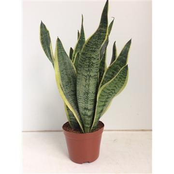 Sansevieria Futura Superba en pot Ø14cm  Hauteur 40cm. Plante verte type Sansevieria Futura Superba, livrée en pot, idéale pour intérieur lumineux.