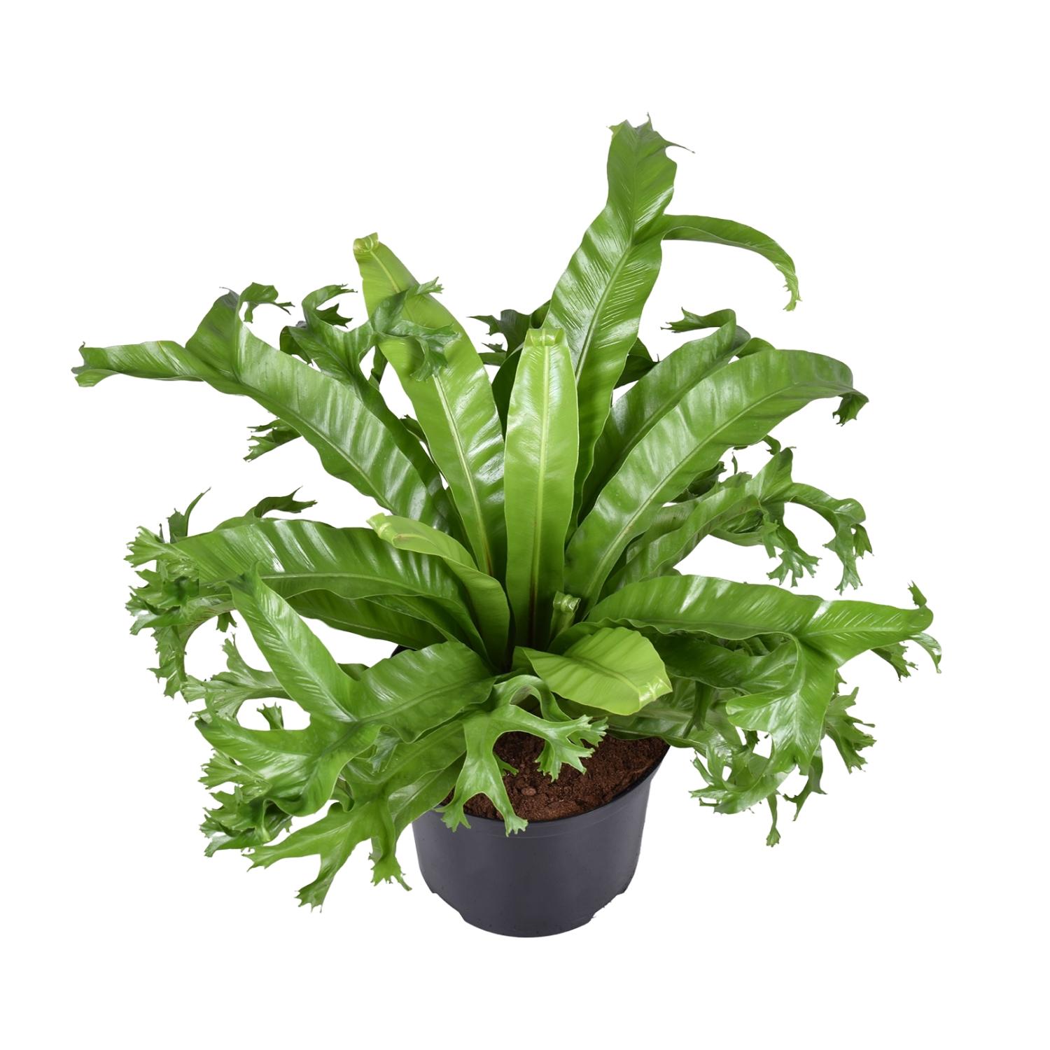 Asplenium Nidus Crissie en pot Ø23cm  Hauteur 55cm. Plante verte type Asplenium Nidus Crissie, livrée en pot, idéale pour intérieur lumineux.