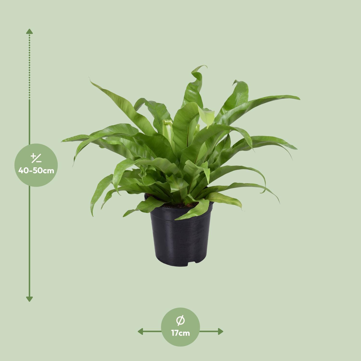 Asplenium Antiquum en pot Ø17cm  Hauteur 45cm. Plante verte type Asplenium Antiquum, livrée en pot, idéale pour intérieur lumineux. – Image 2