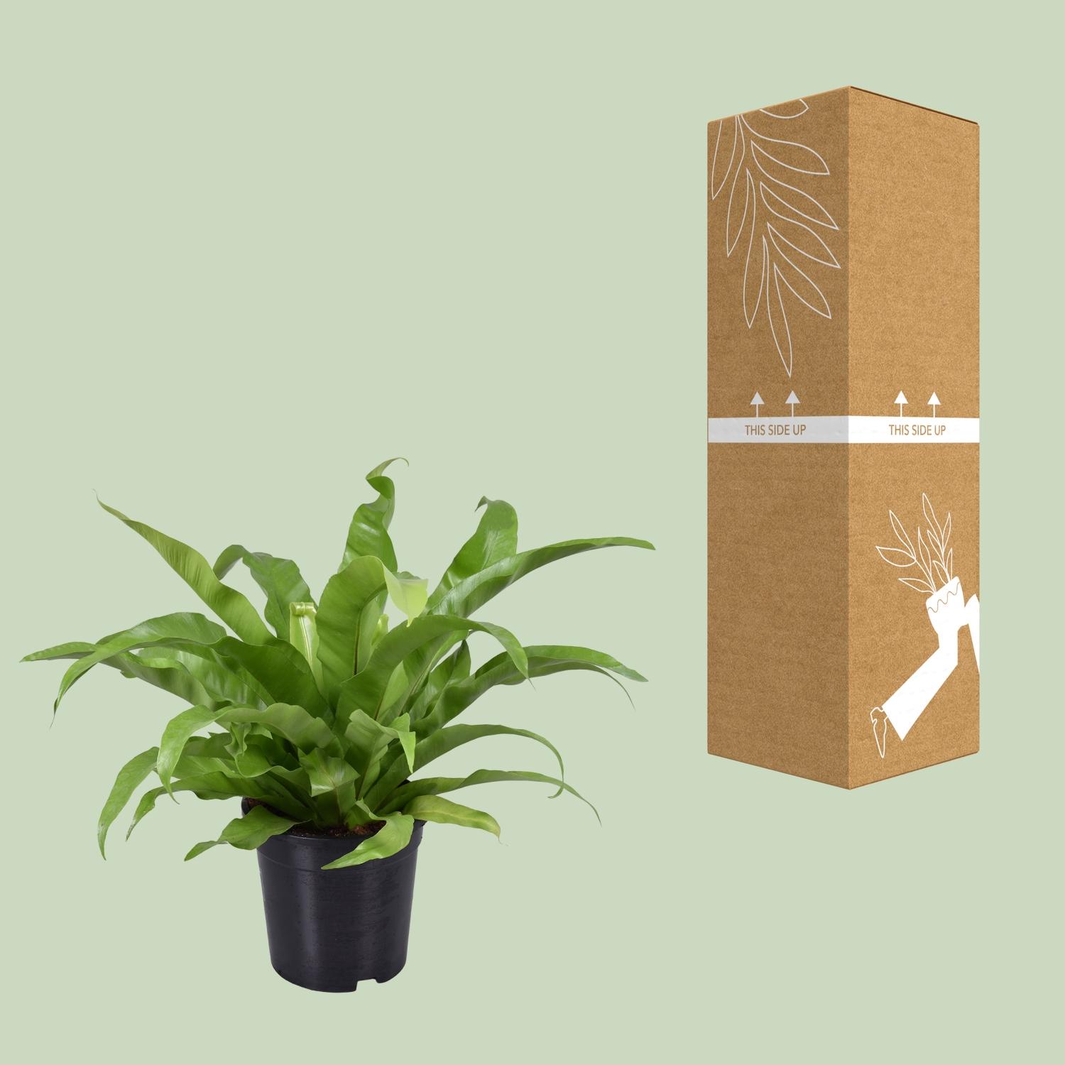 Asplenium Antiquum en pot Ø17cm  Hauteur 45cm. Plante verte type Asplenium Antiquum, livrée en pot, idéale pour intérieur lumineux. – Image 3