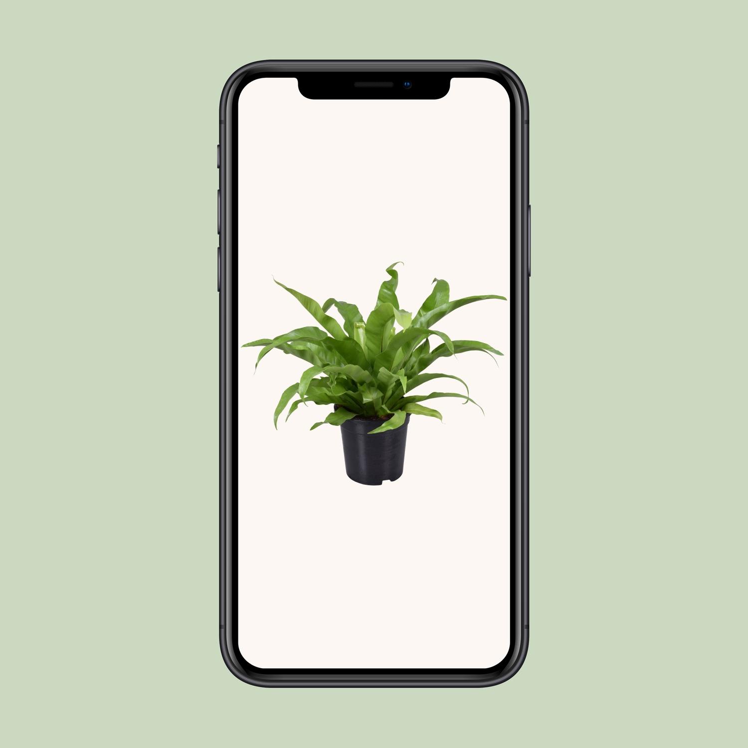 Asplenium Antiquum en pot Ø17cm  Hauteur 45cm. Plante verte type Asplenium Antiquum, livrée en pot, idéale pour intérieur lumineux. – Image 4