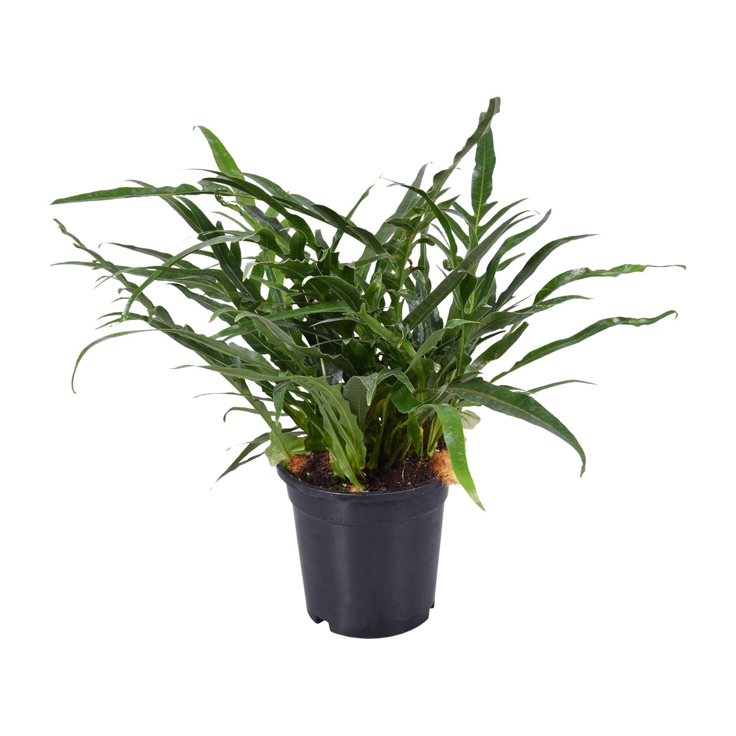 Aglaomorpha Coronans en pot Ø17cm  Hauteur 45cm. Plante verte type Aglaomorpha Coronans, livrée en pot, idéale pour intérieur lumineux.