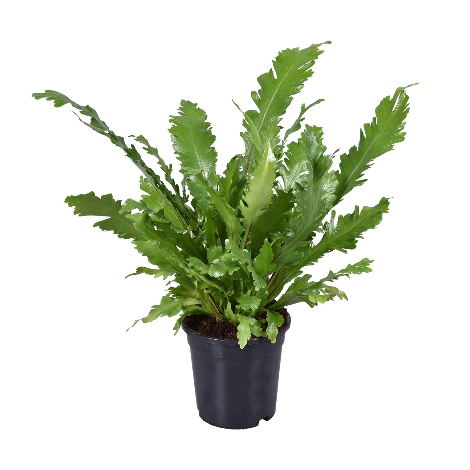 Asplenium Nidus en pot Ø17cm  Hauteur 45cm. Plante verte type Asplenium Nidus, livrée en pot, idéale pour intérieur lumineux.