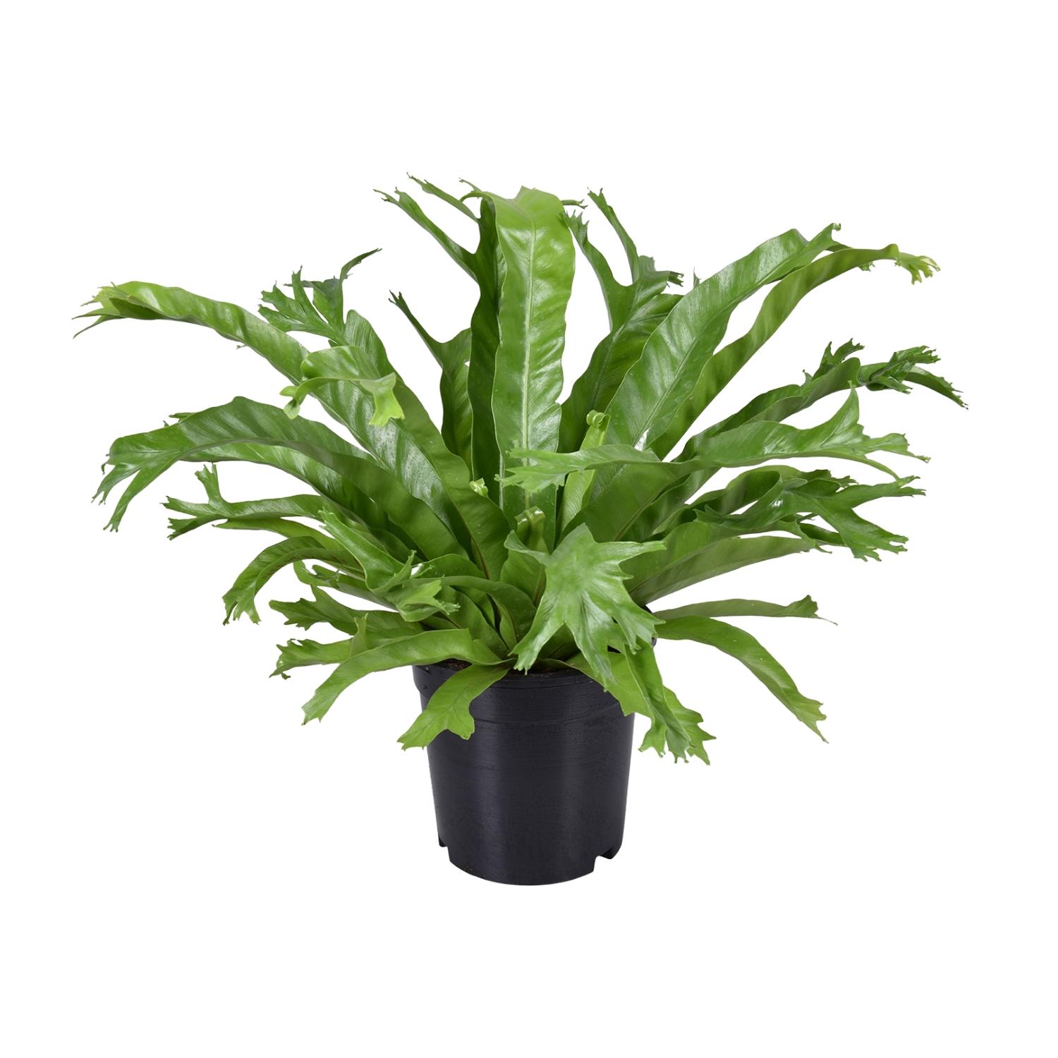 Asplenium Nidus Crissie en pot Ø17cm  Hauteur 40cm. Plante verte type Asplenium Nidus Crissie, livrée en pot, idéale pour intérieur lumineux.
