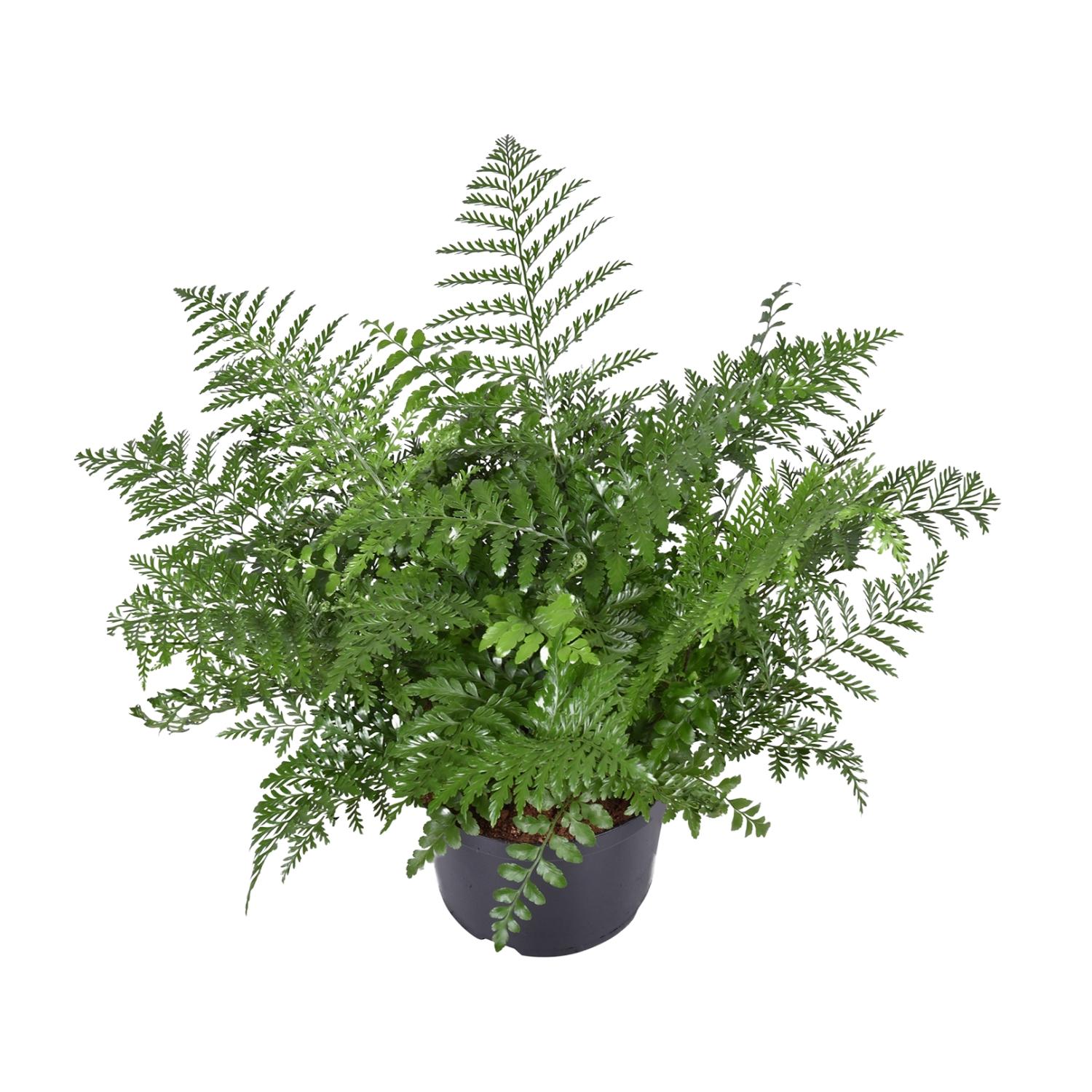 Asplenium Parvati en pot Ø23cm  Hauteur 55cm. Plante verte type Asplenium Parvati, livrée en pot, idéale pour intérieur lumineux.