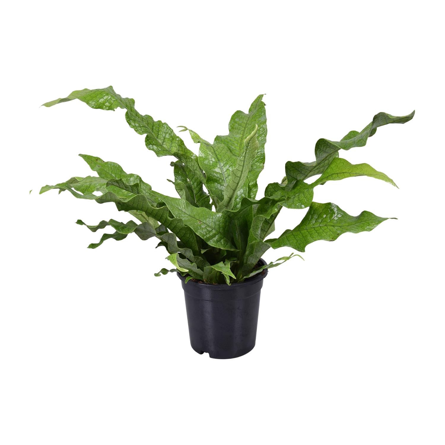 Microsorum Diversifolium en pot Ø17cm  Hauteur 45cm. Plante verte type Microsorum Diversifolium, livrée en pot, idéale pour intérieur lumineux.