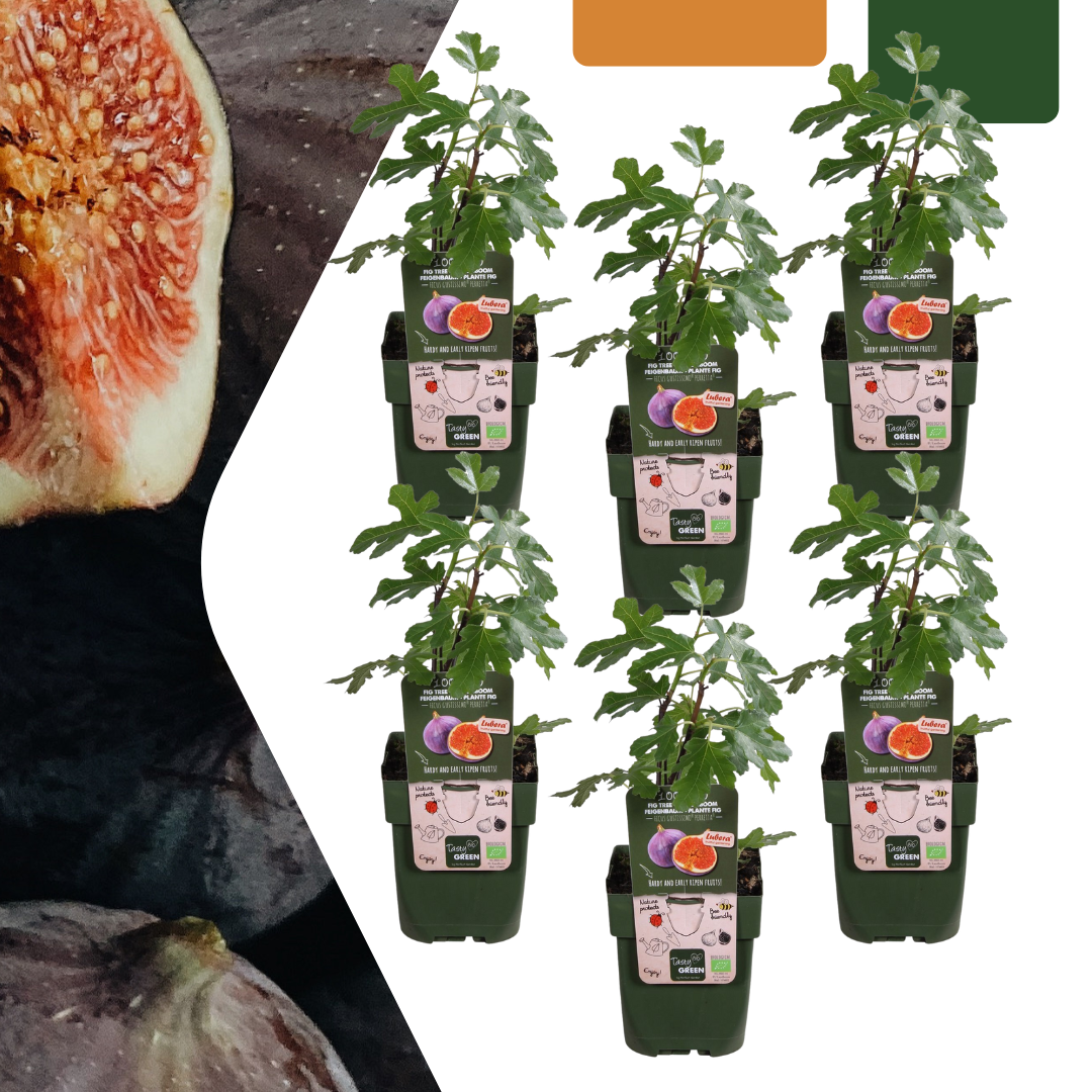 6 x Biologische Vijgenbomen en pot. Plante verte type 6 x Biologische Vijgenbomen, livrée en pot, idéale pour intérieur lumineux.