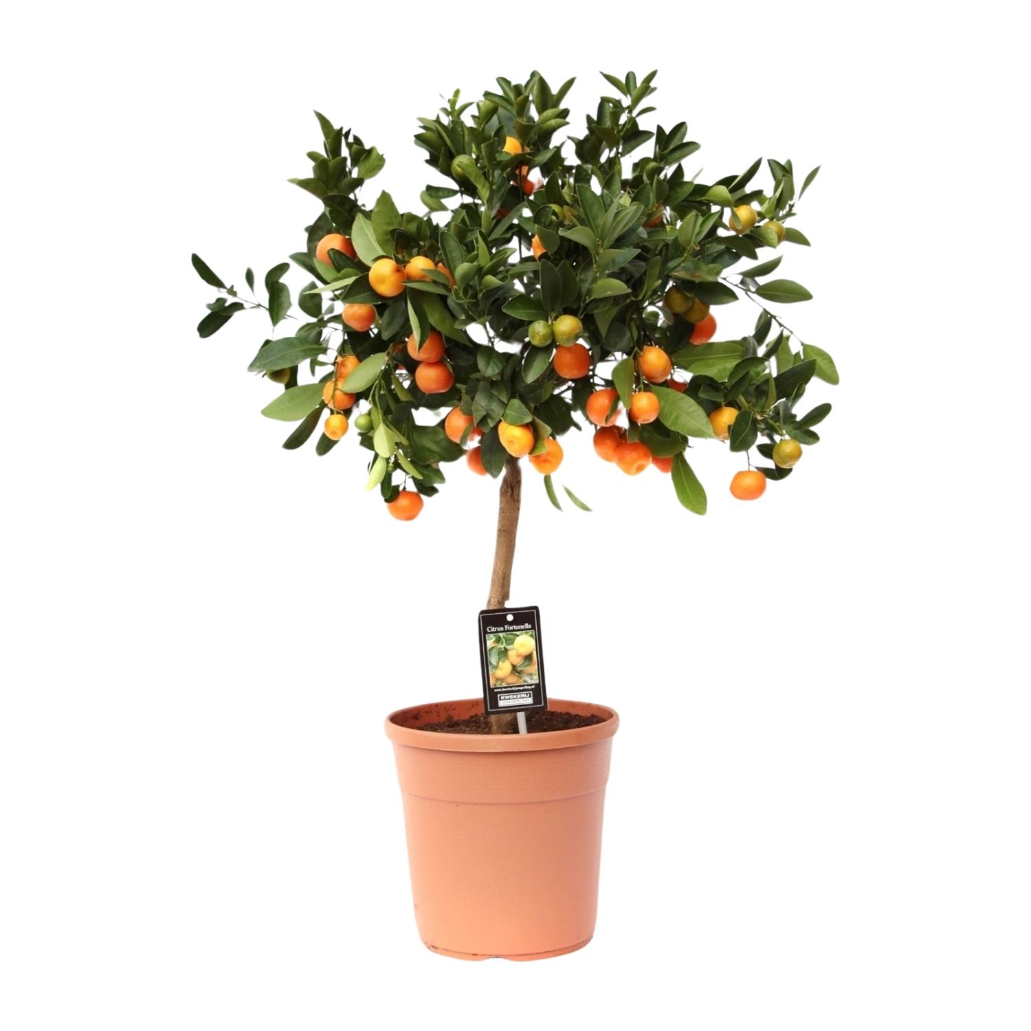 Citrus Calamondin en pot Ø22cm  Hauteur 80cm. Plante verte type Citrus Calamondin, livrée en pot, idéale pour intérieur lumineux.